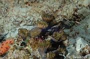 Eusmilia fastigiata-Bonaire Coco Beach-30m-20180217-Denis-ADER-DSC_6318_tn